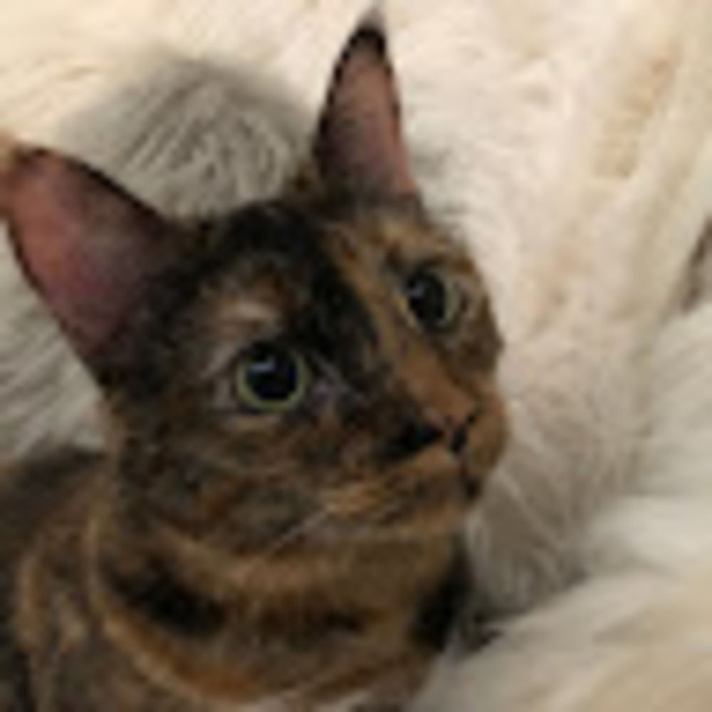 Meet your Posher, Nataly